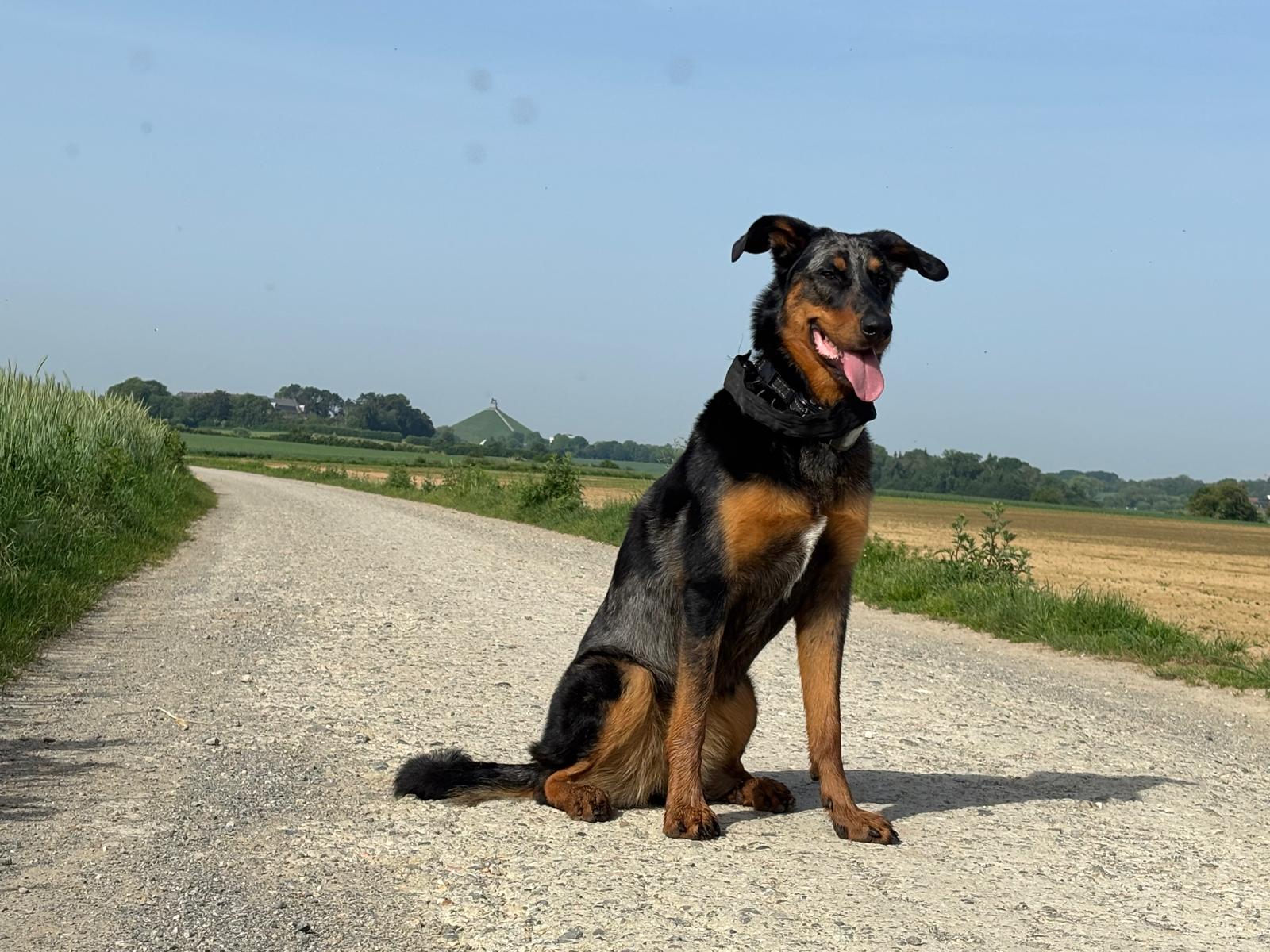Éducation canine