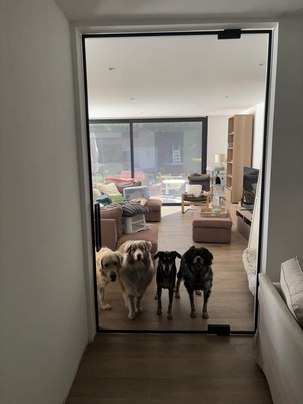 Garde à domicile pour chiens