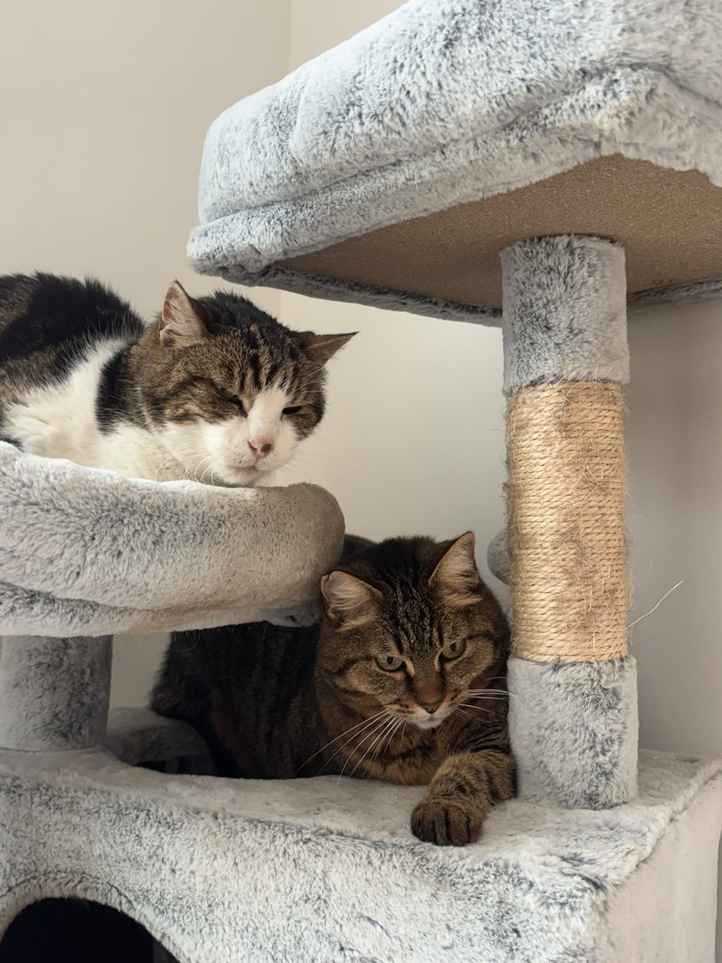 Garde de chats
