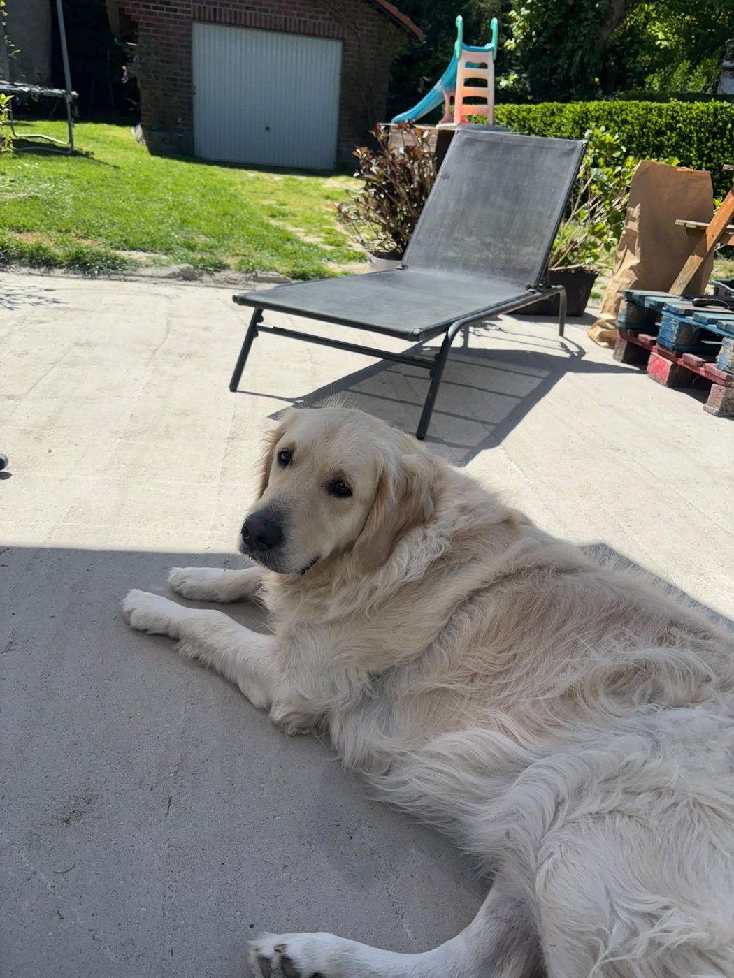 Garde de chiens
