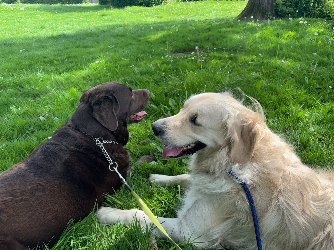 Labrador et golden heureux dans le jardin