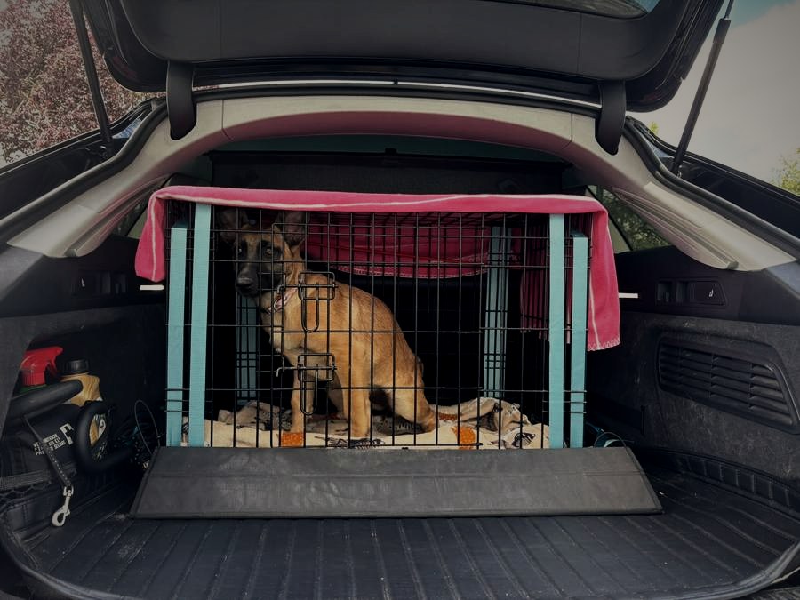 Solution adaptée aux grands chiens